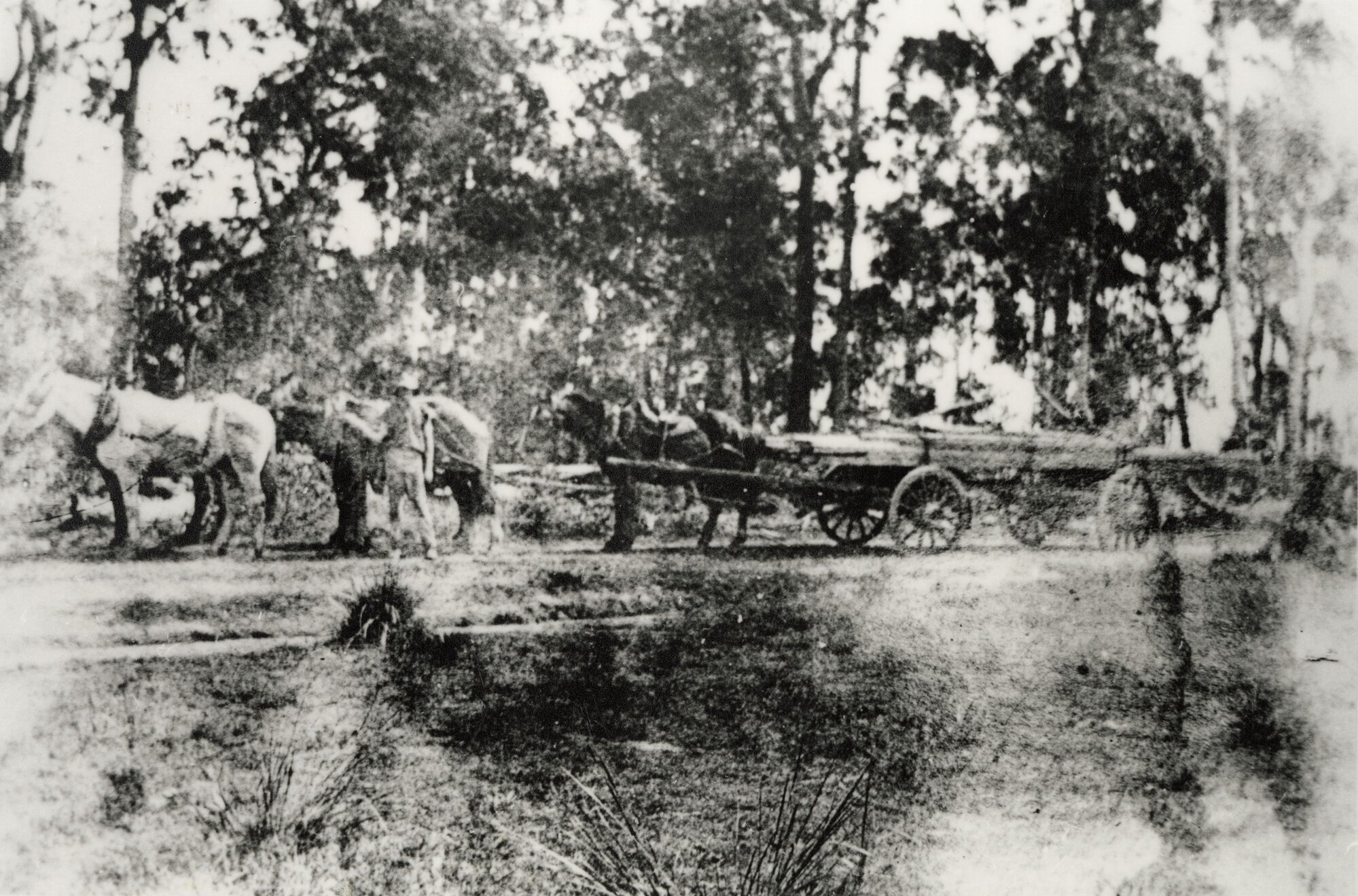 Lou Salisbury carting sawn timber with his horse team, ca. 1920