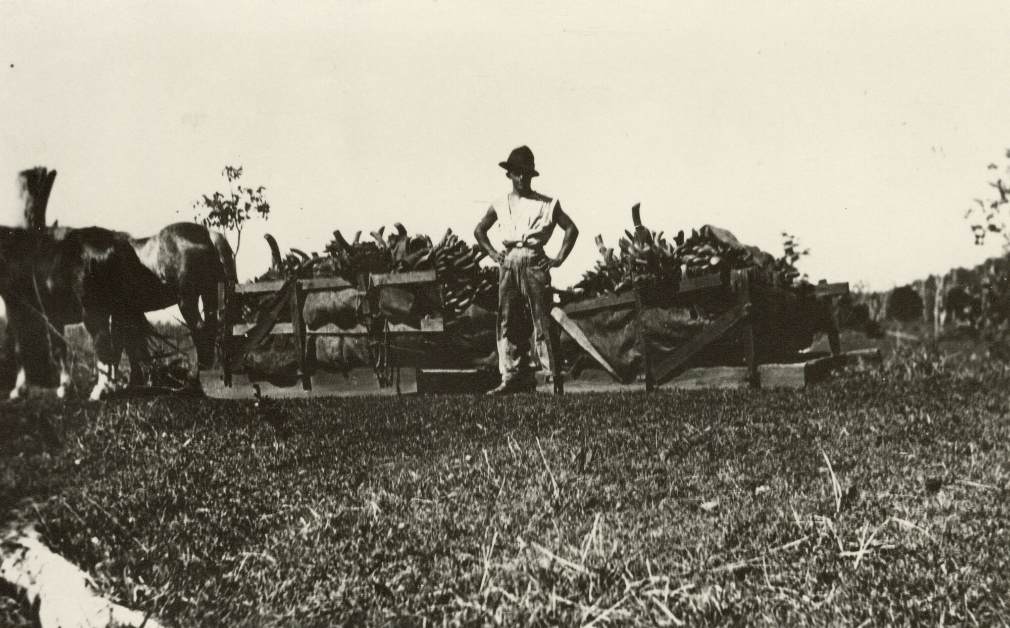 Terry Sullivan transporting bananas in the Wamuran Basin area, ca. 1926
