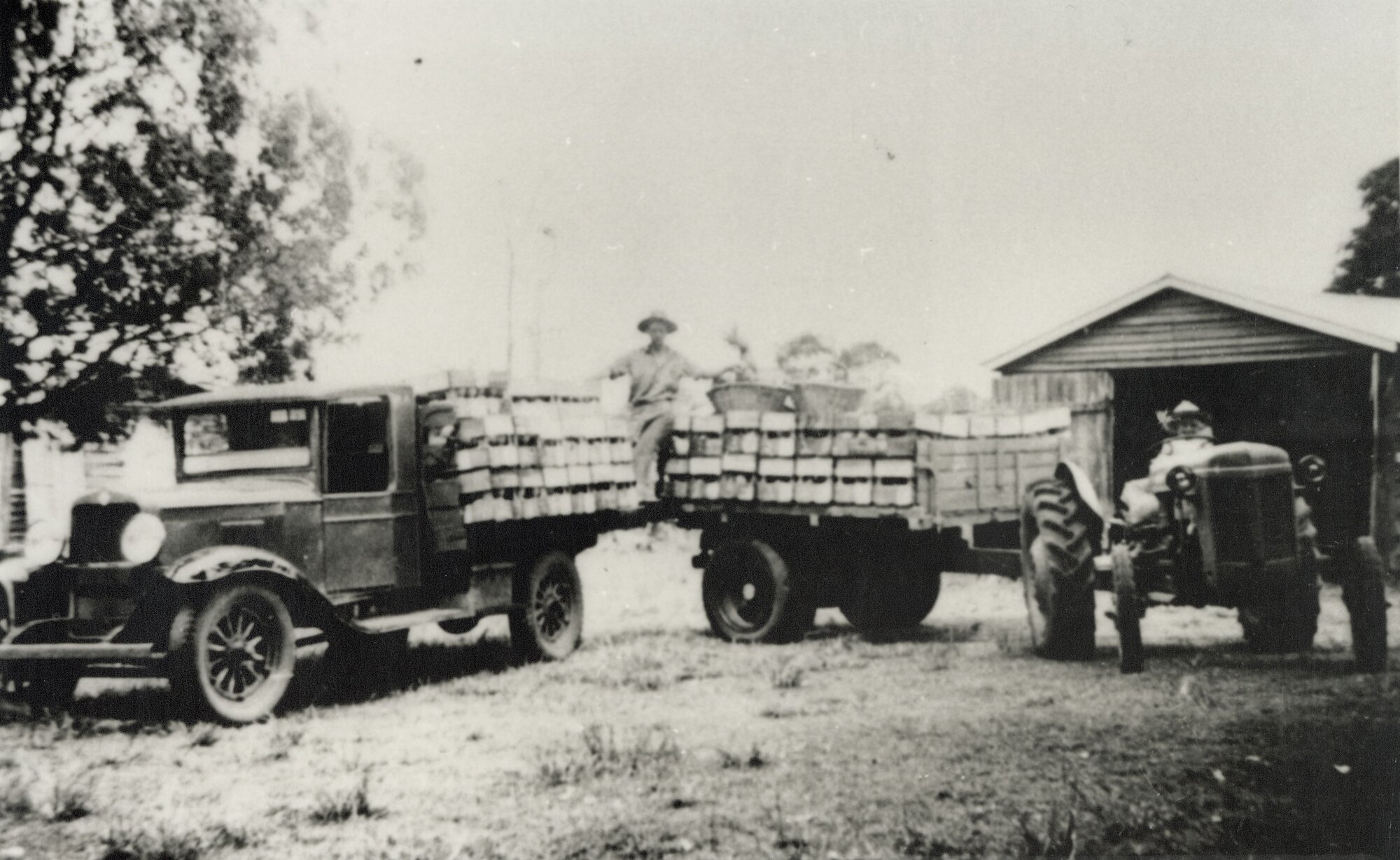 Working on G. Koppen's pineapple farm, ca. 1956