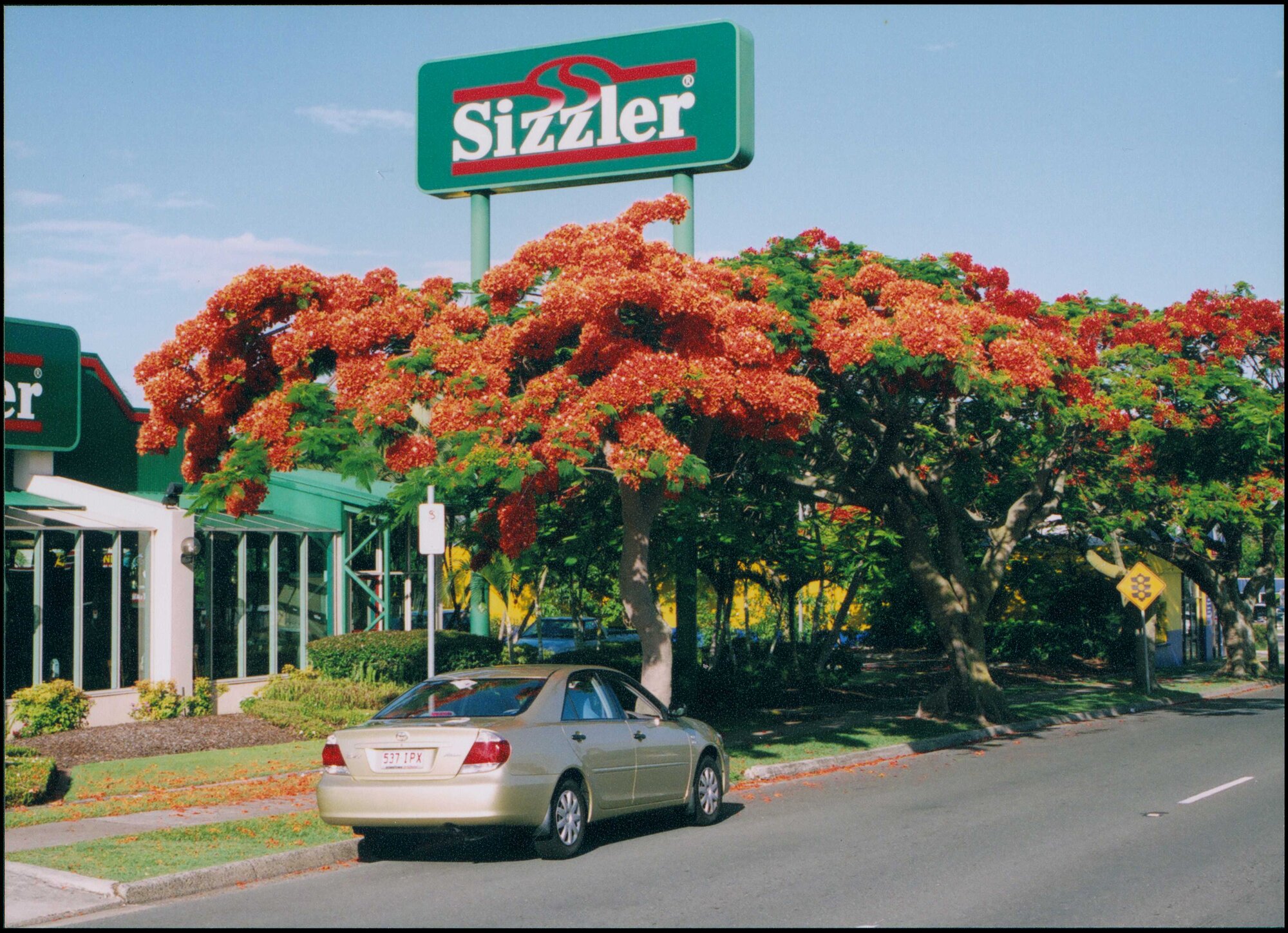 Poinciana tree in front of Sizzler, Anzac Avenue