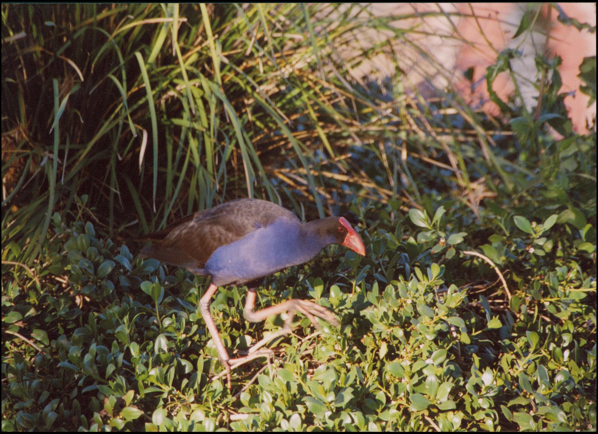 Dusky Moor Hen