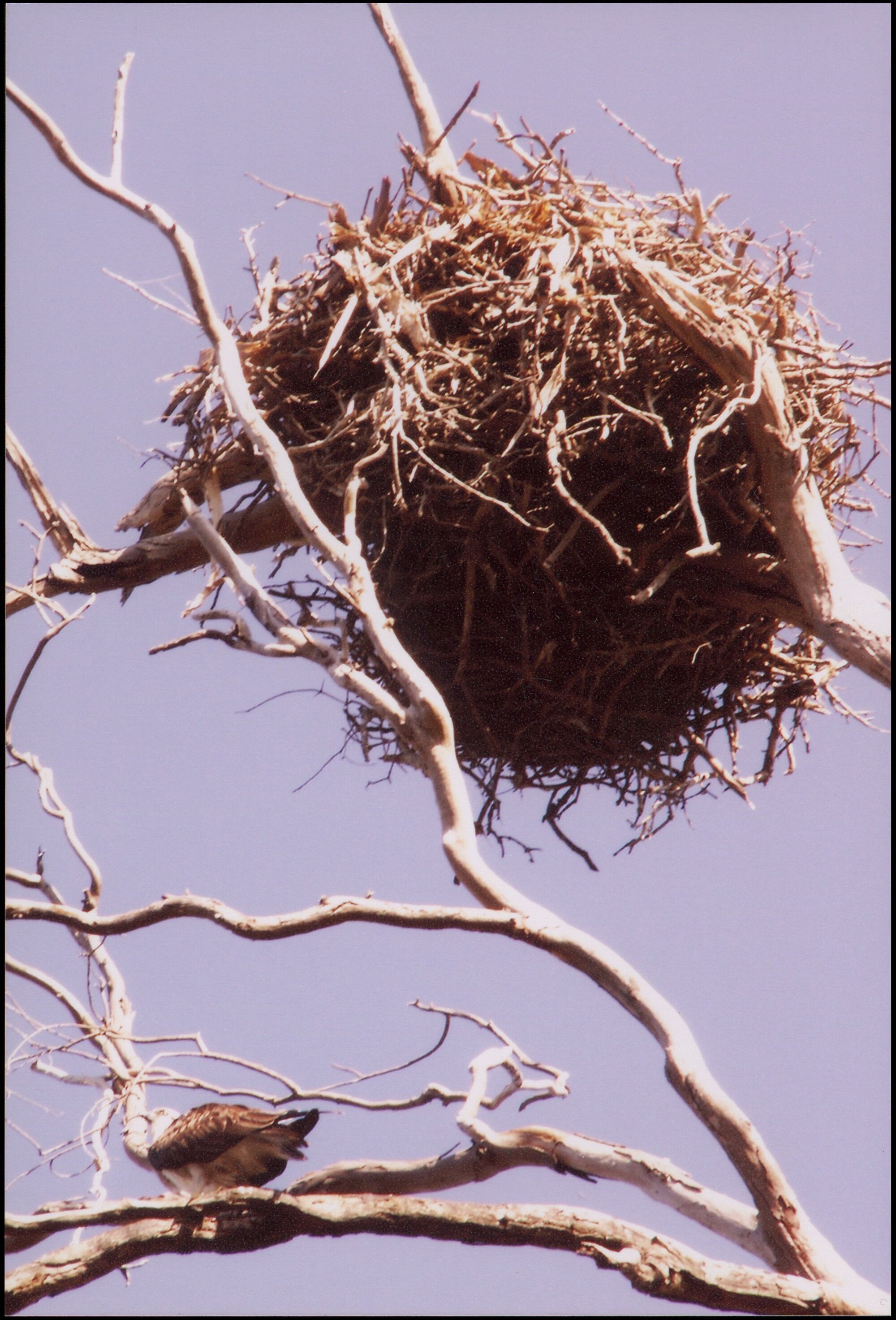 Osprey nest