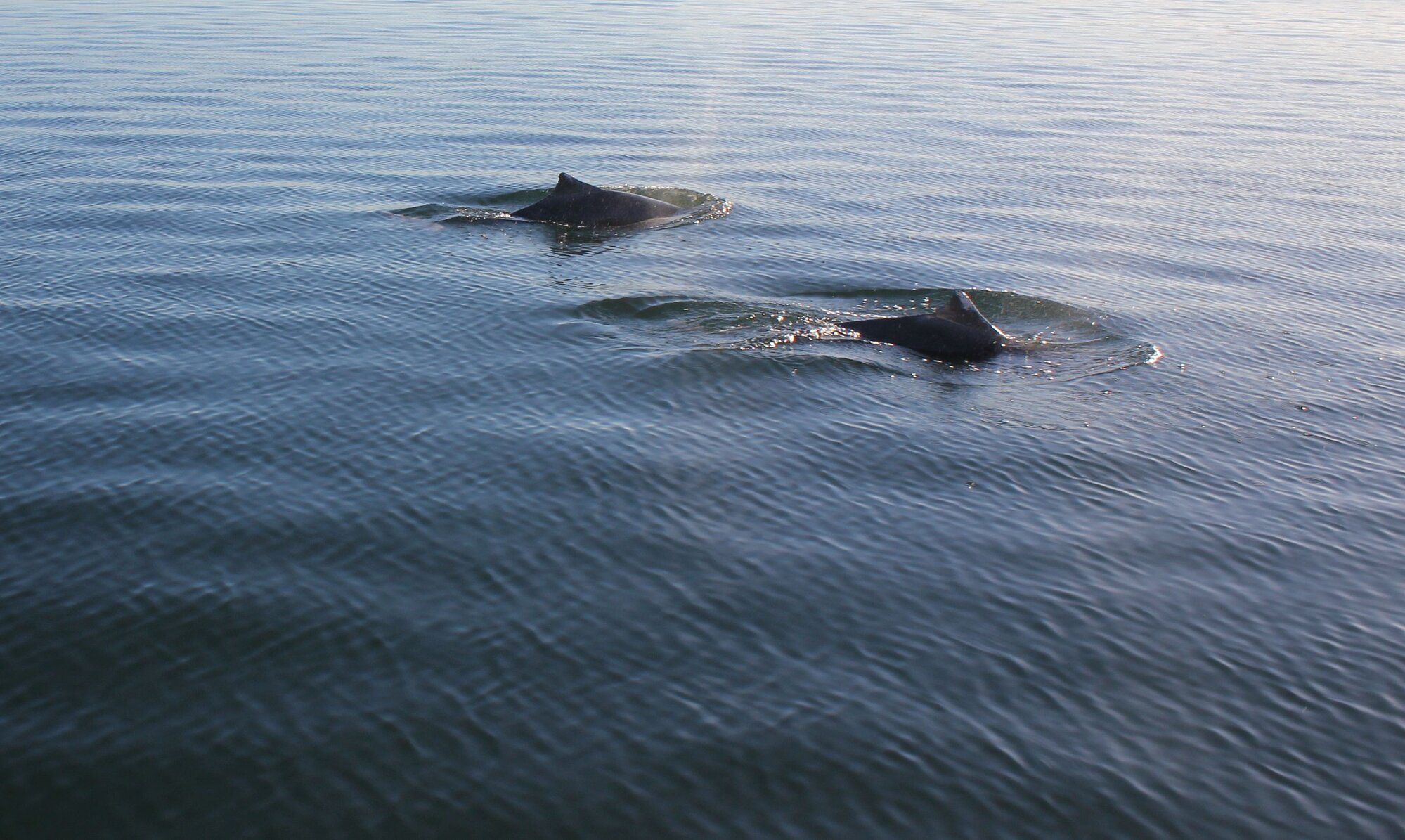 Dolphins in Pumicestone Passage - Bribie Island