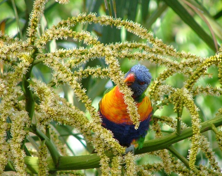 Rainbow Lorikeet in Palm Tree - 1