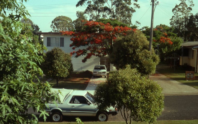 Trees in the Front Yard