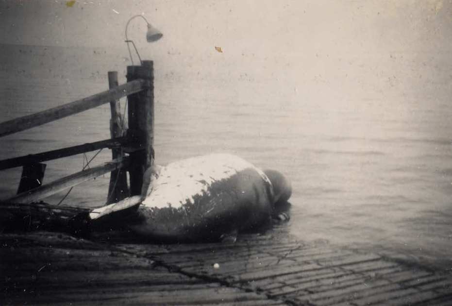 Tangalooma Whaling Station - 1