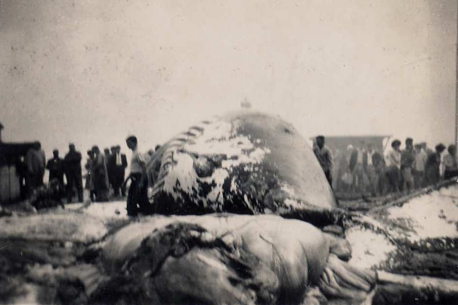 Tangalooma Whaling Station - 2