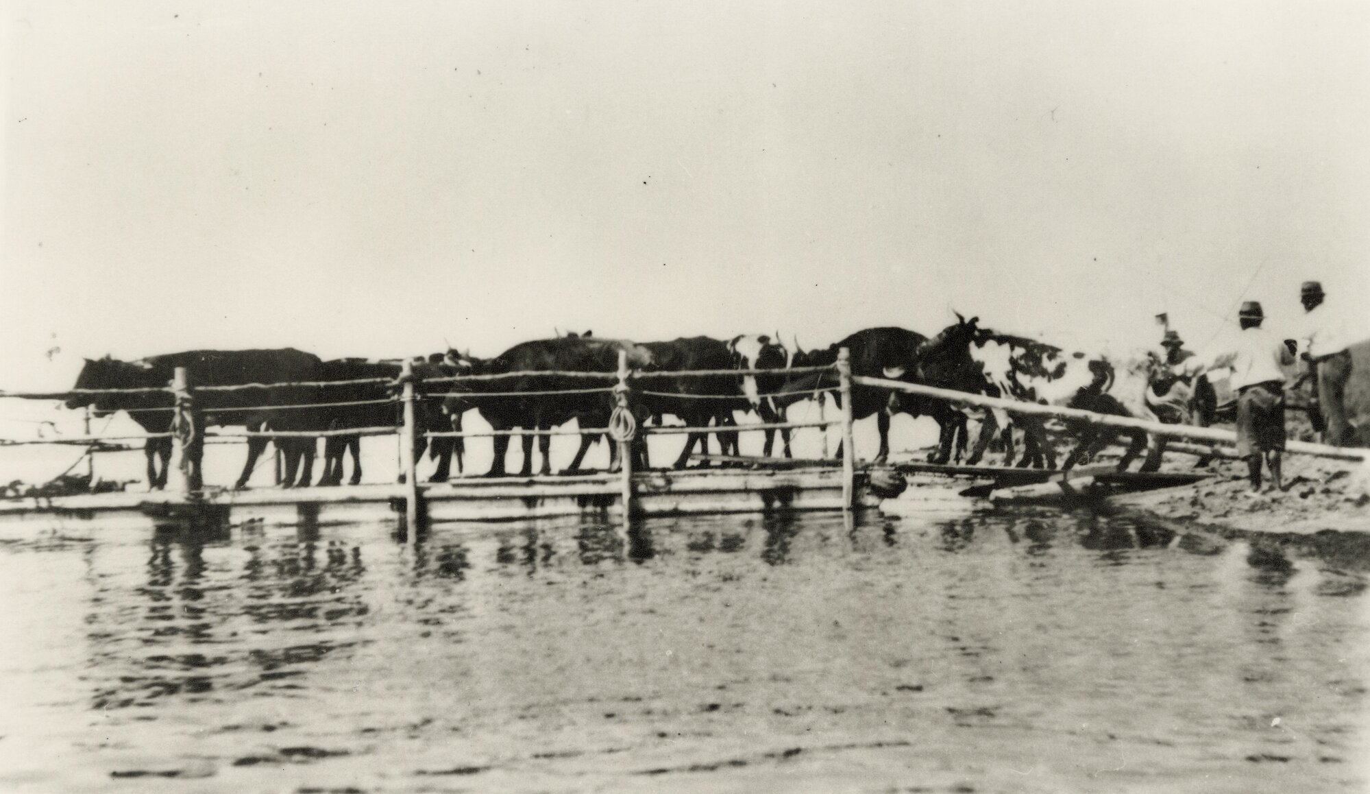 Loading bullocks on a barge from the foreshore on Pumicestone Passage, 1922