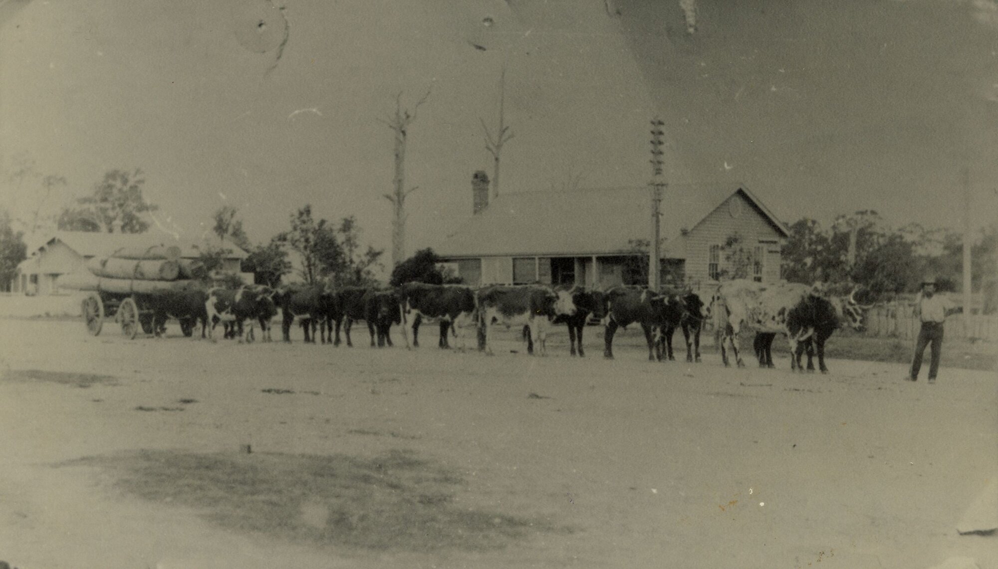 Jack Hausmann's (senior) bullock team in front of the Caboolture Post Office, ca. 1930