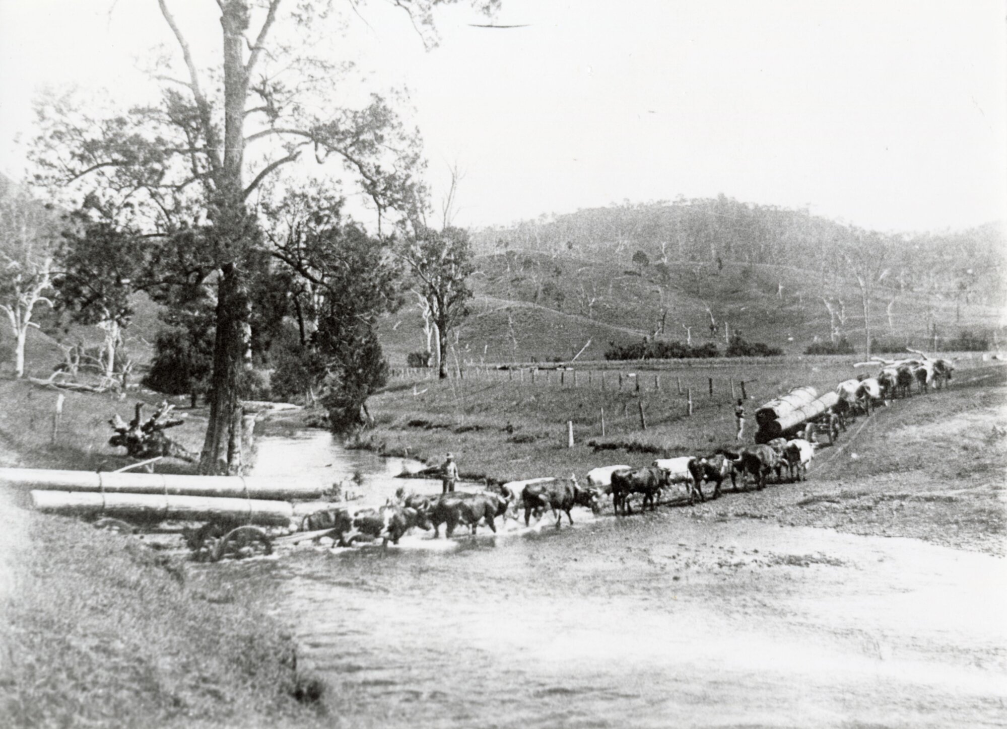 One of Charlie Hewitt's bullock teams carting Hoop Pine logs