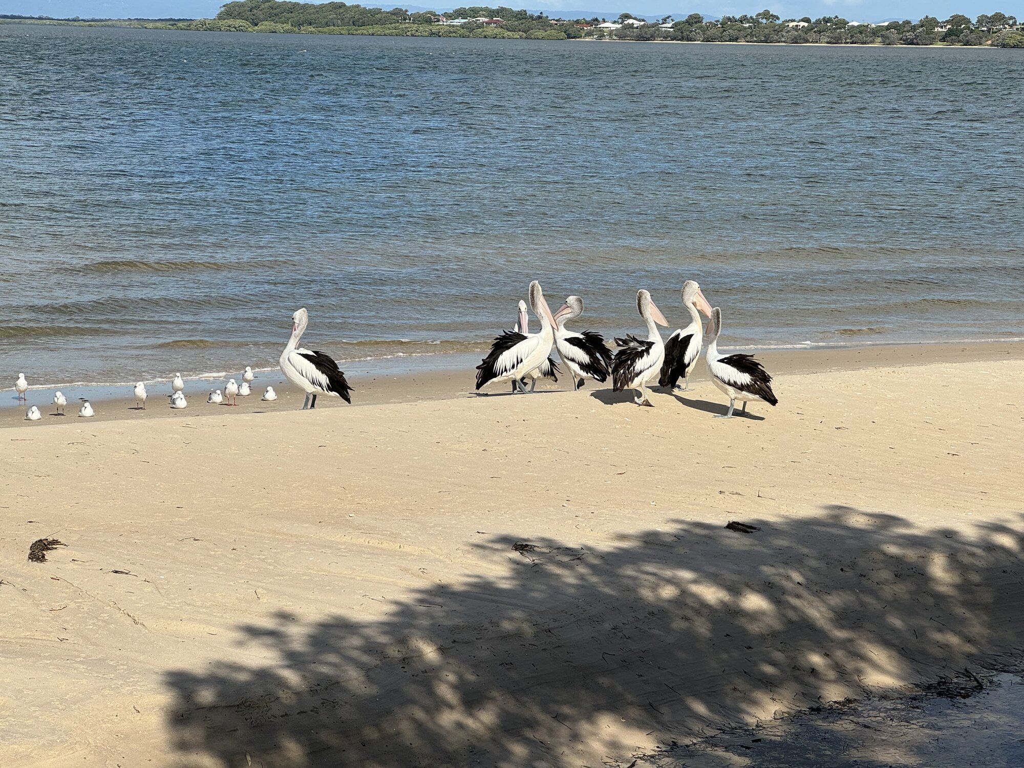 Bribie Island Pumicestone Passage - Pelicans Return