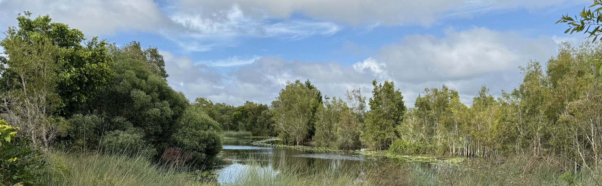 Banksia Beach Water Lillies