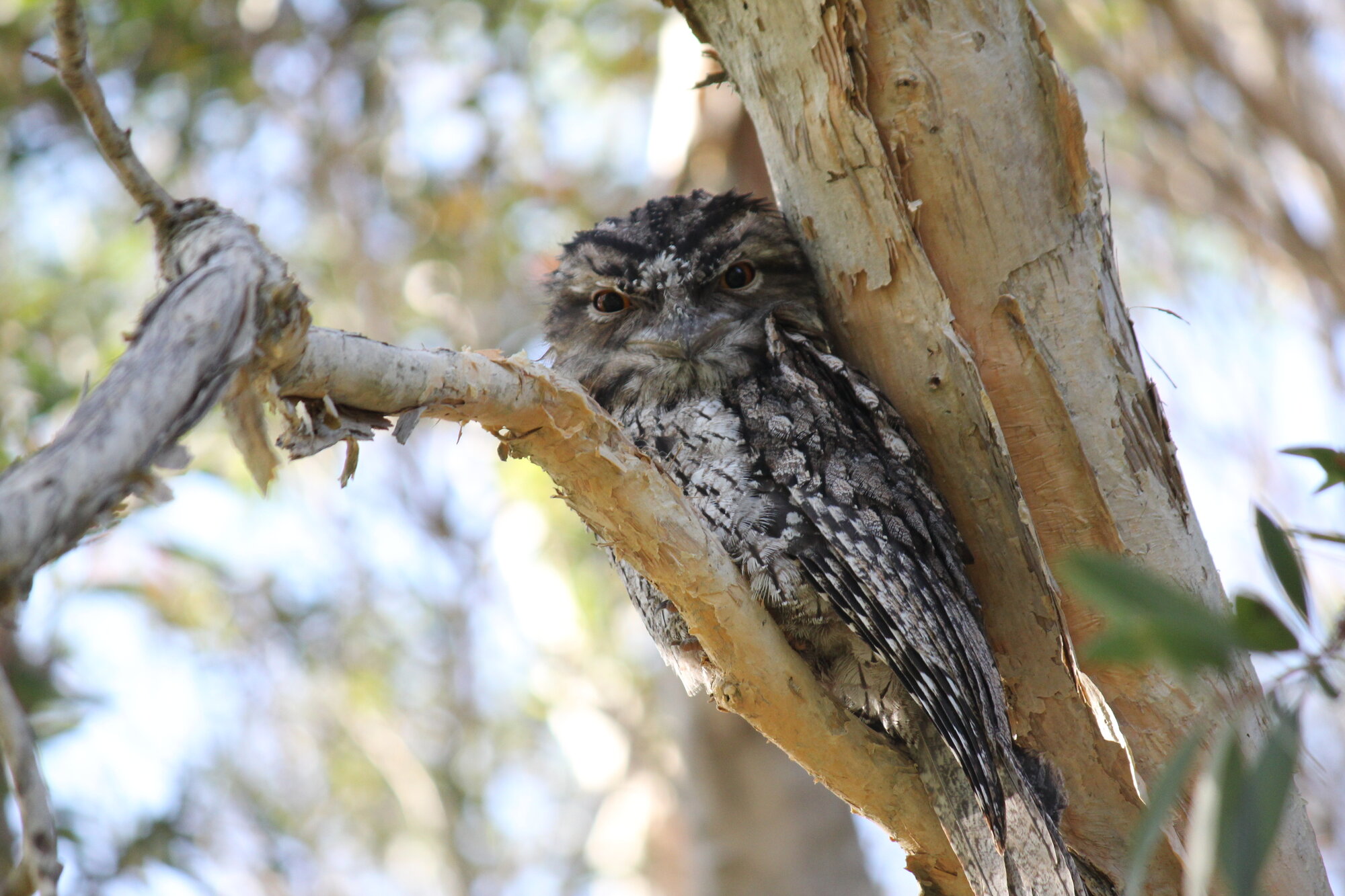 Bribie Frogmouth