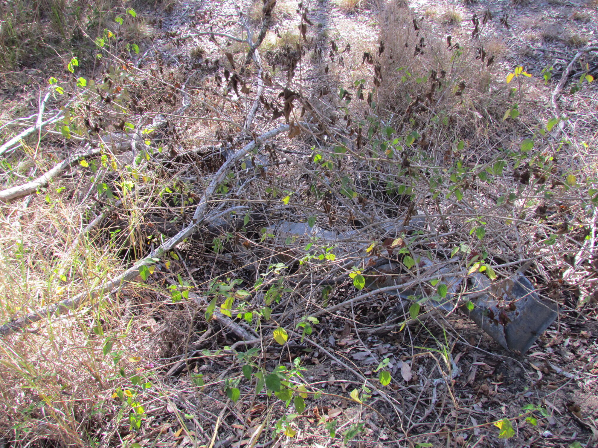 Vegetation on site of former Bunya School and Scout Camp