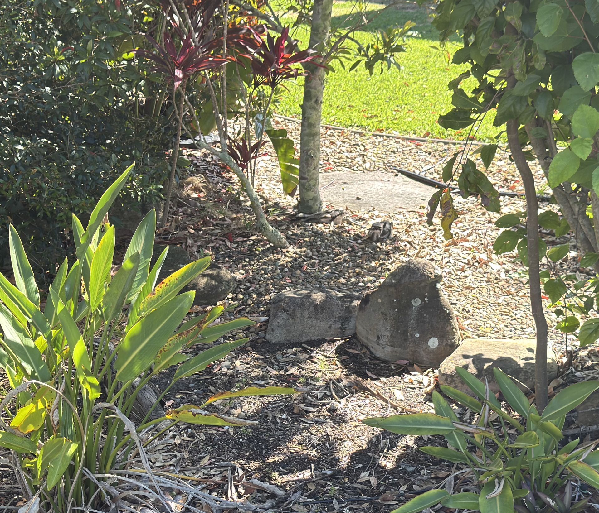 Baby Birds on Bribie