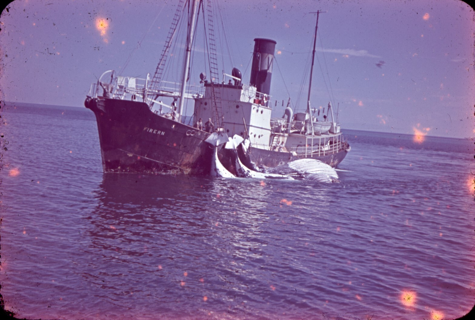 Whaling boat, Moreton Bay
