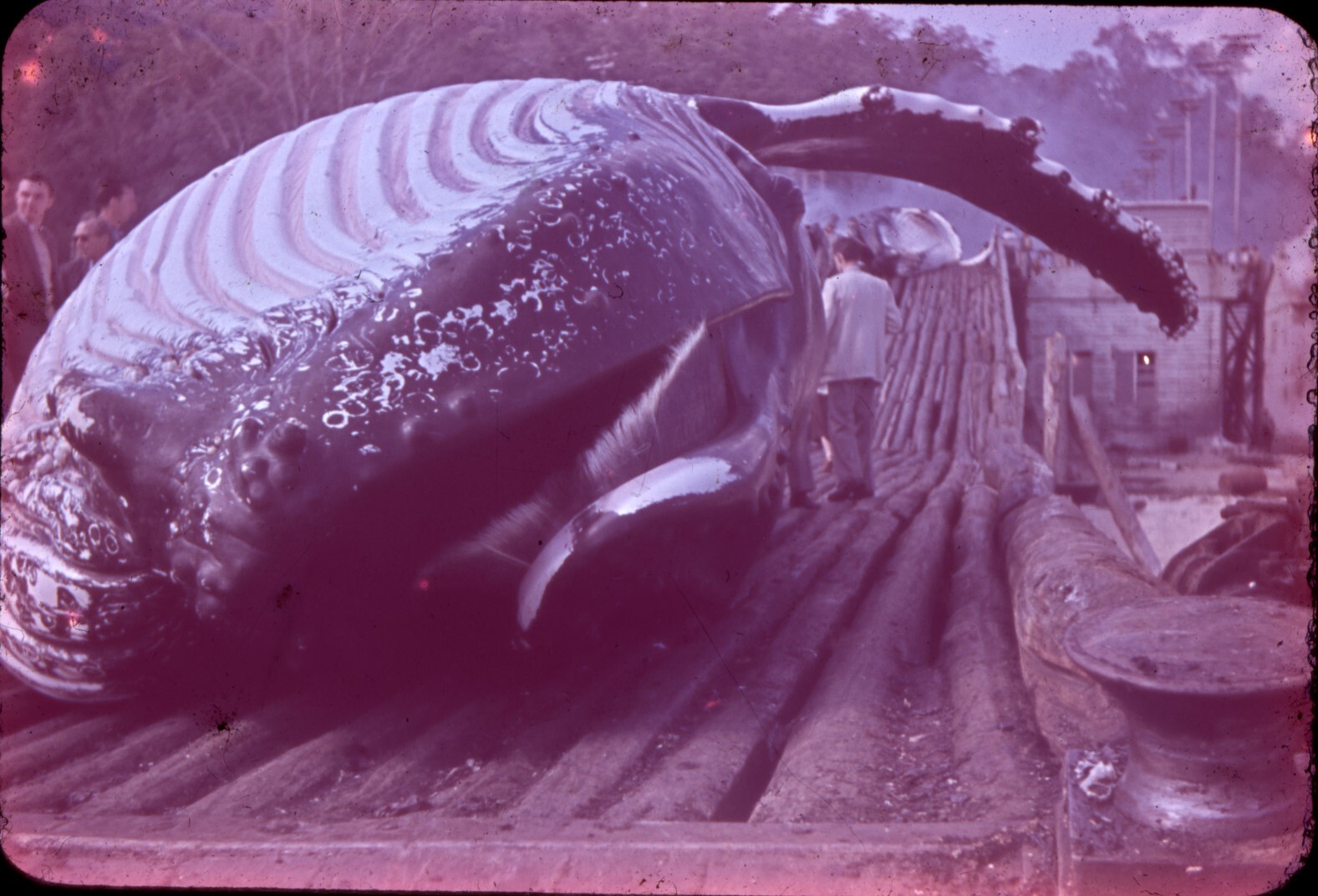 Whaling Station Moreton Island