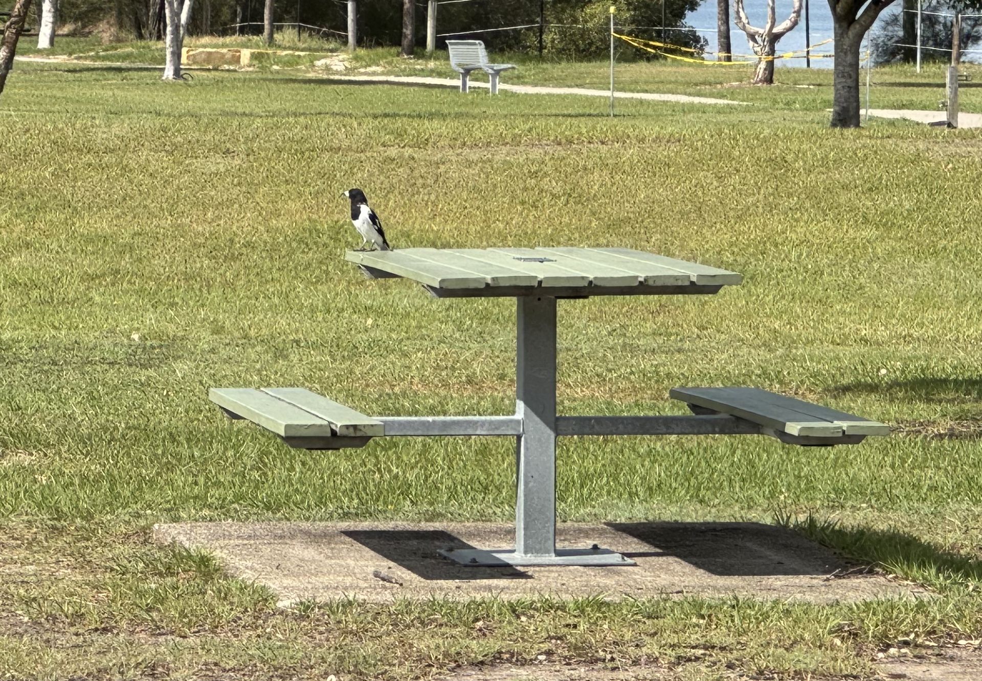 Pied Butcherbird - Col Fischer Park - Banksia Beach