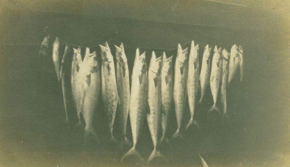 Mackerel caught in Deception Bay waters in the 1930s