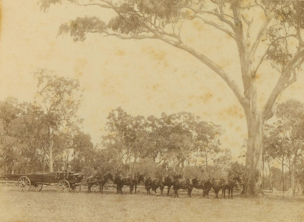 Horse team and wagon filled with milled timber