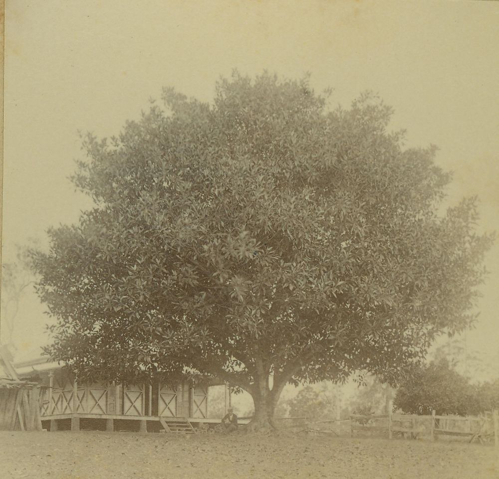 P. Ryan's House at Deception Bay in the 1890s