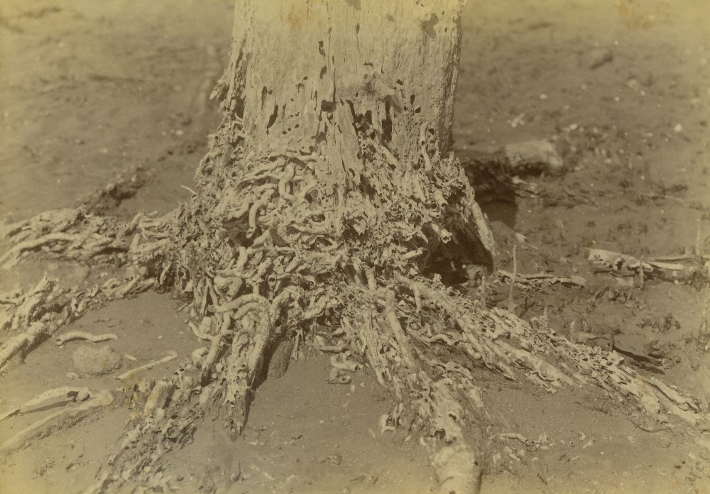 The base and roots of a Avicennia marina (Mangrove) attacked by cobra