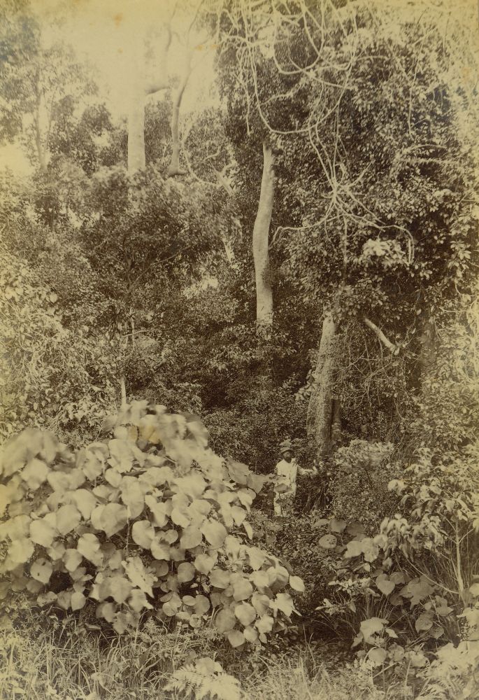 Dr Wigg in bushland at Dunwich