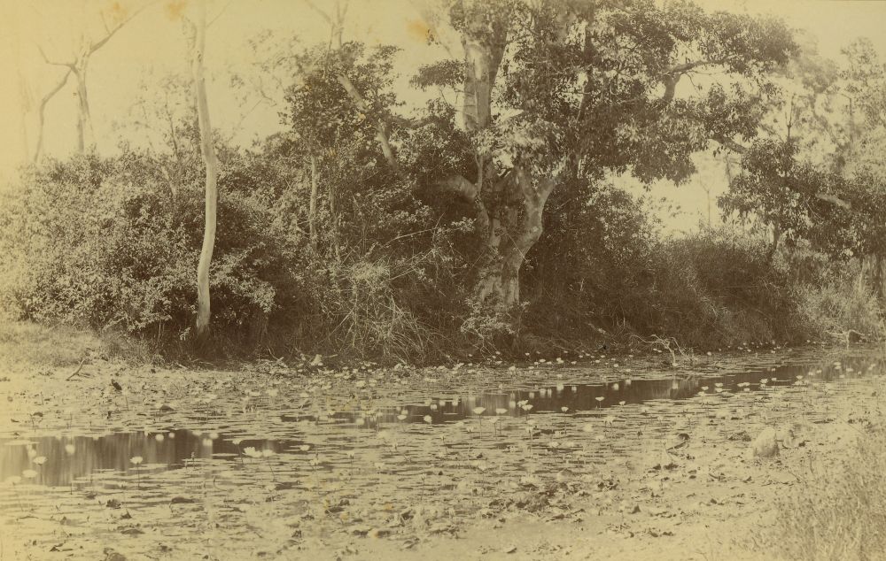 Water lilies on a creek