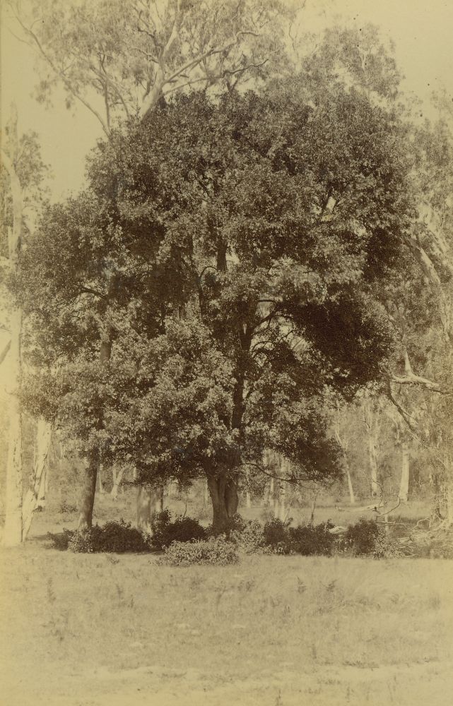Large tree in clearing