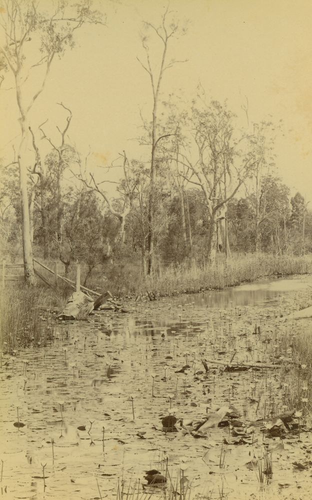 Water lilies on a creek
