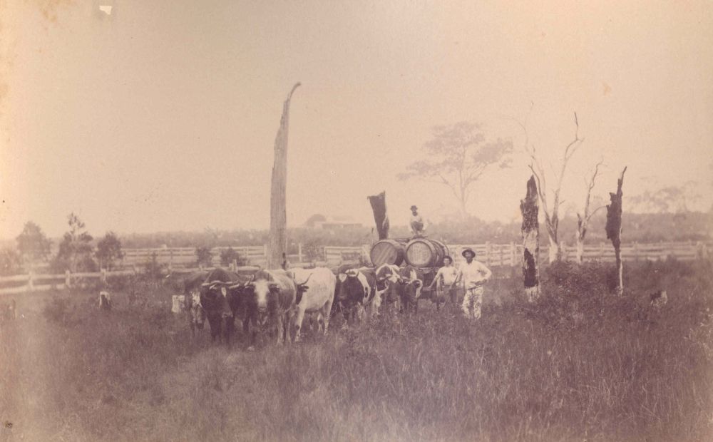 Bullock team with barrels of tallow from the meatworks, ca. 1893