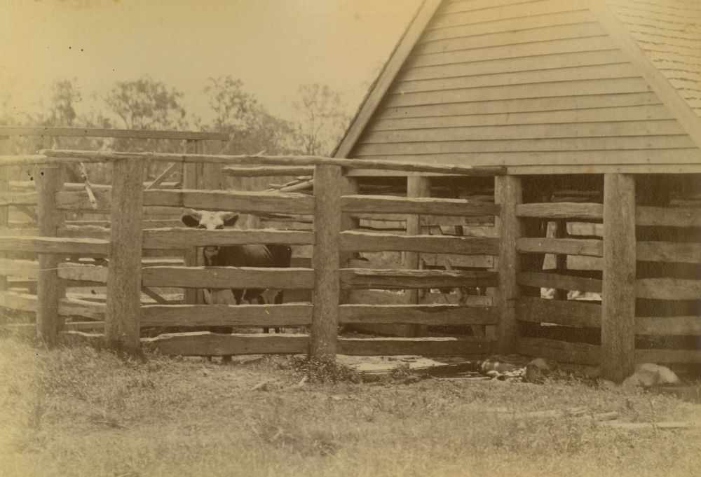 Livestock at the Bancroft's Meatworks