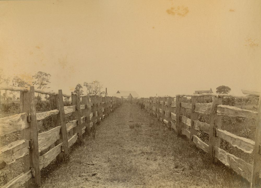 Cattle run in stockyards at the Bancroft's Meatworks