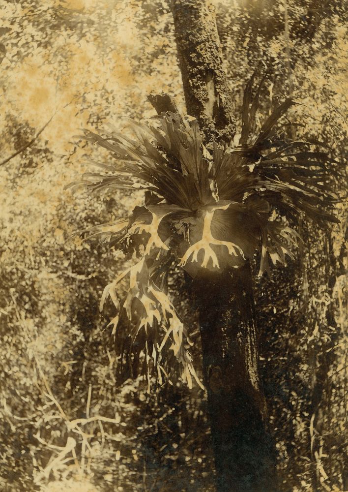 Large Staghorn Fern growing on trunk of tree