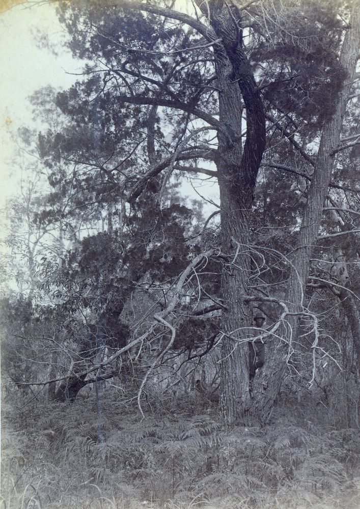Old Cypress Pine trees