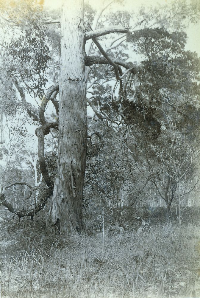 Old Cypress Pine trees