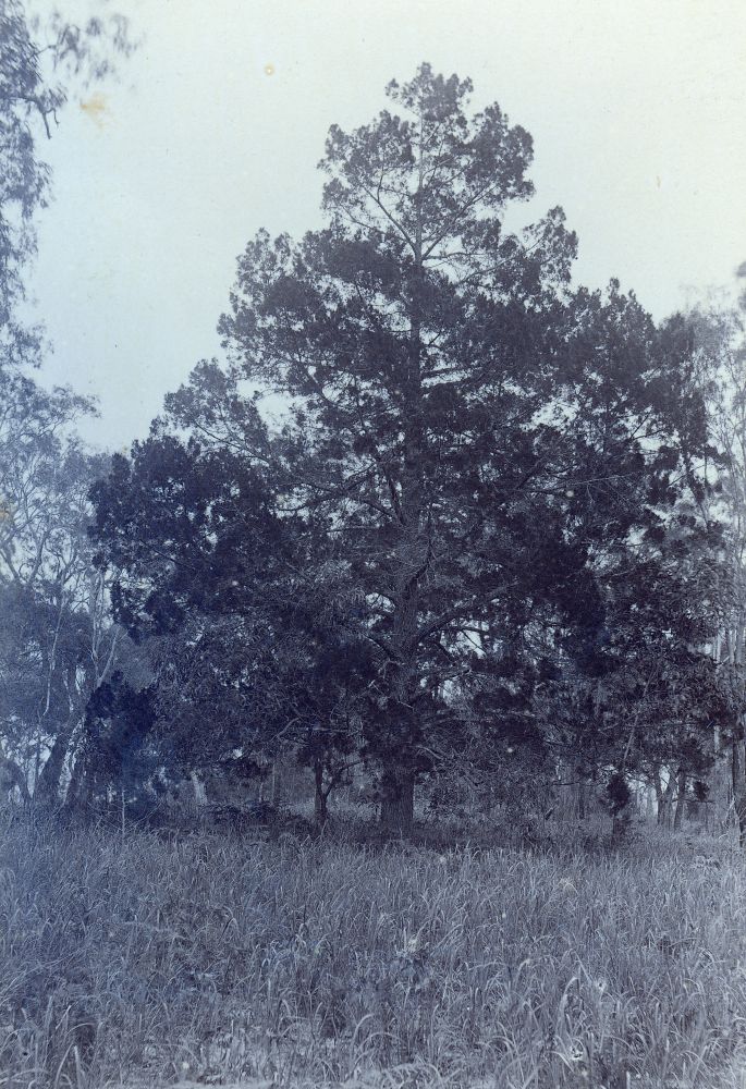 Young Cypress Pine tree