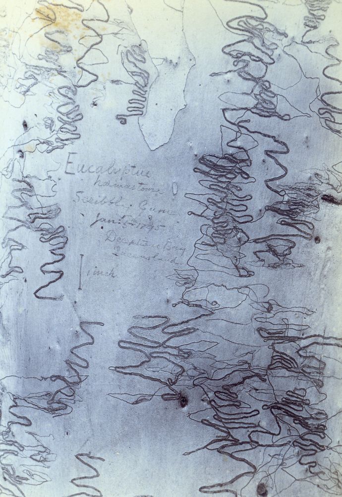 Eucalyptus Heomastoma (Scribbly gum tree)