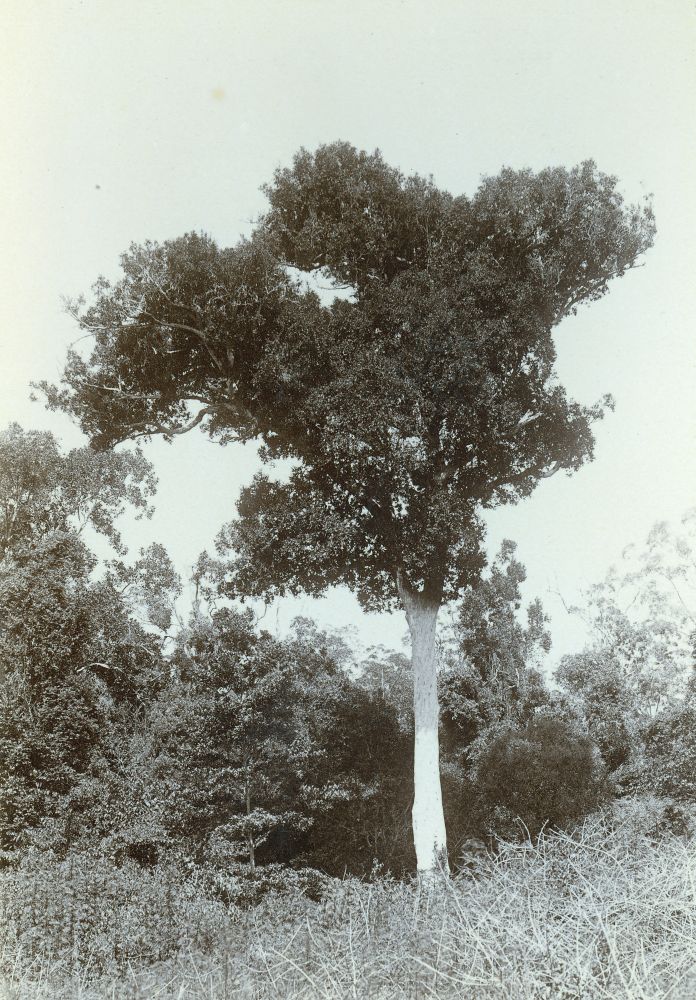 Scribbly Gum tree at Burpengary