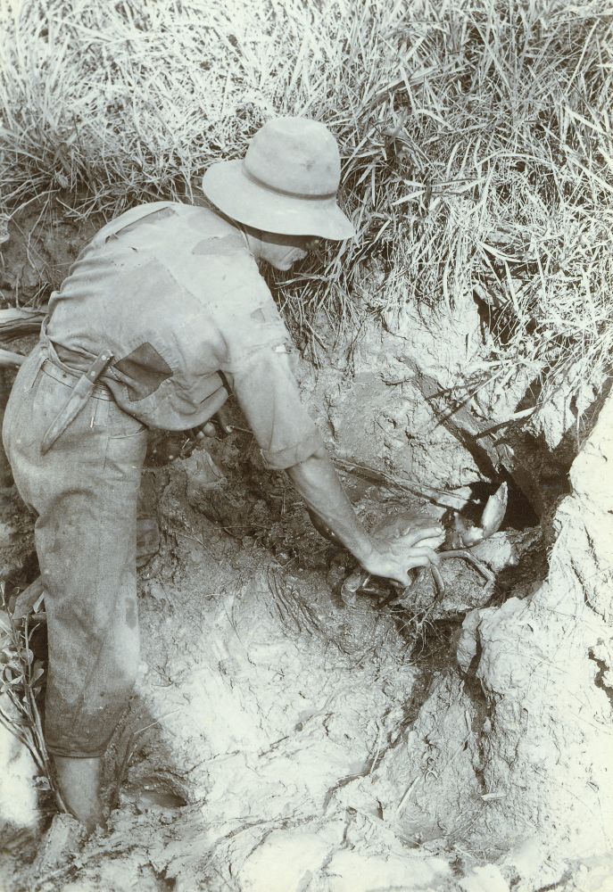 Crab-getting on the banks of Burpengary Creek, ca. 1895