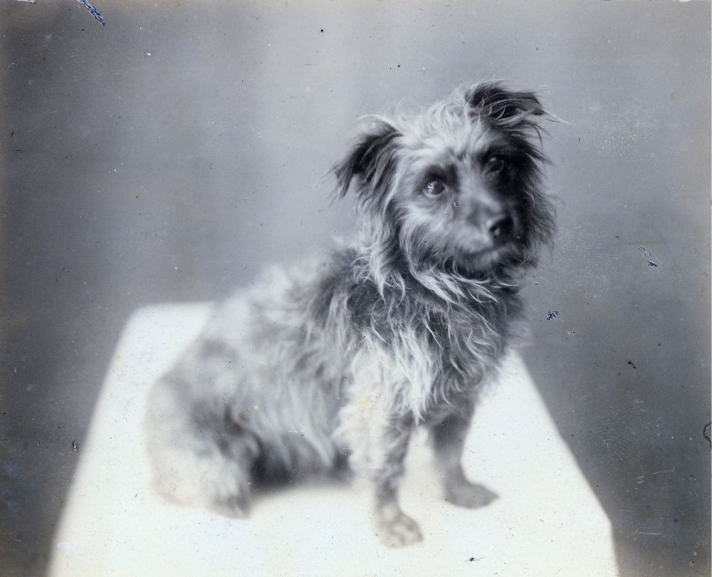 A small terrier dog