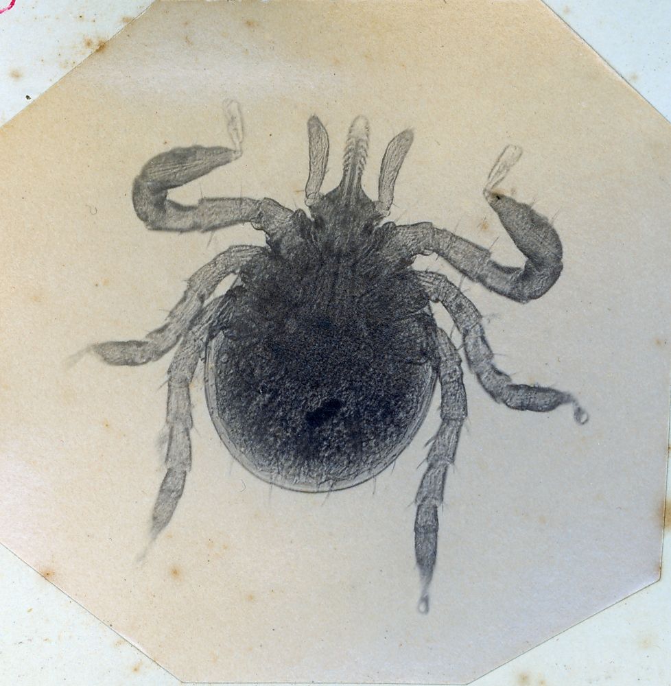 Scrub Tick through microscope 70X