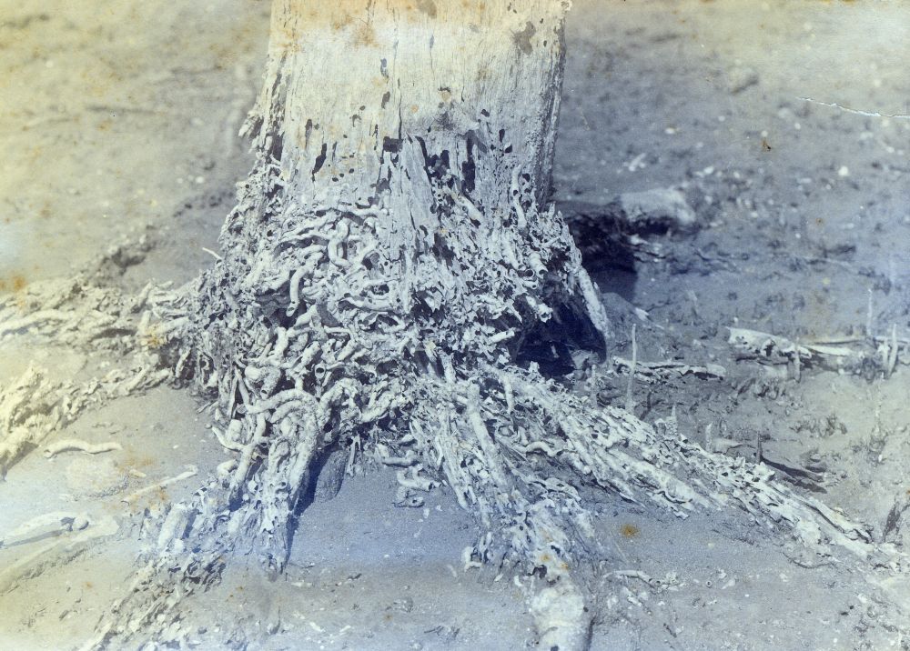 The base and roots of a Avicennia marina (Mangrove) attacked by cobra