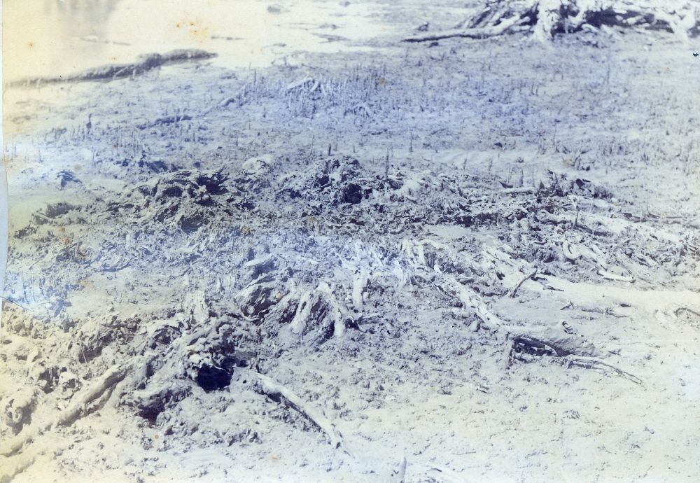 What is left after a Avicennia marina (Mangrove) is attacked by cobra