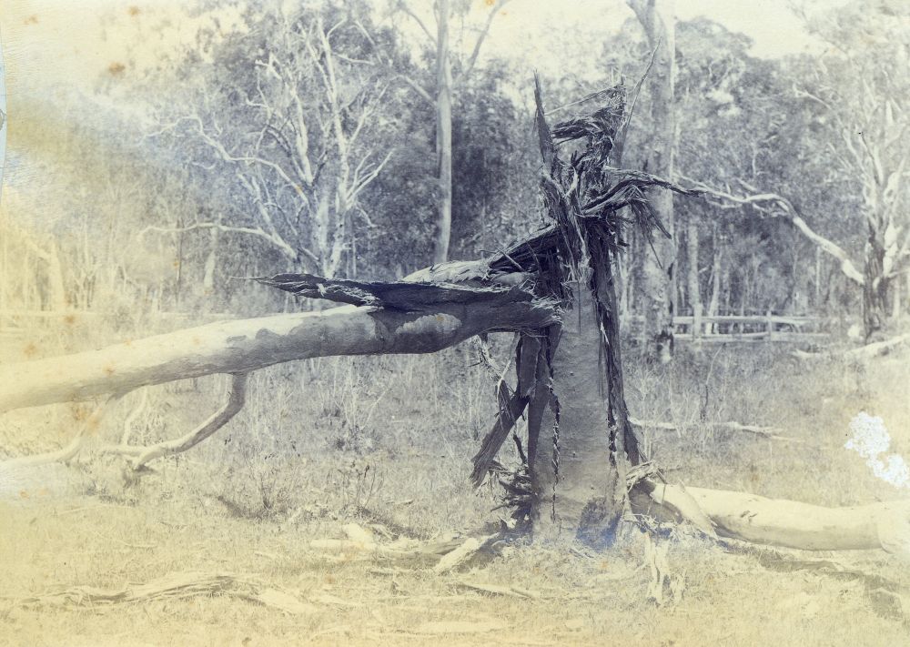 Tree struck by lightning