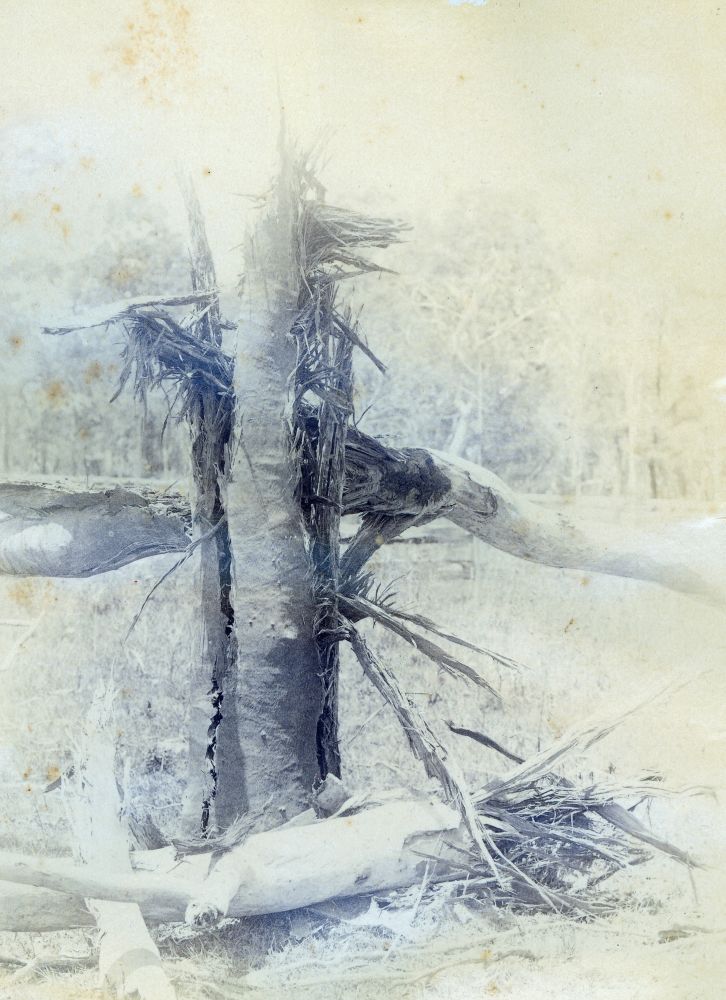 Tree struck by lightning