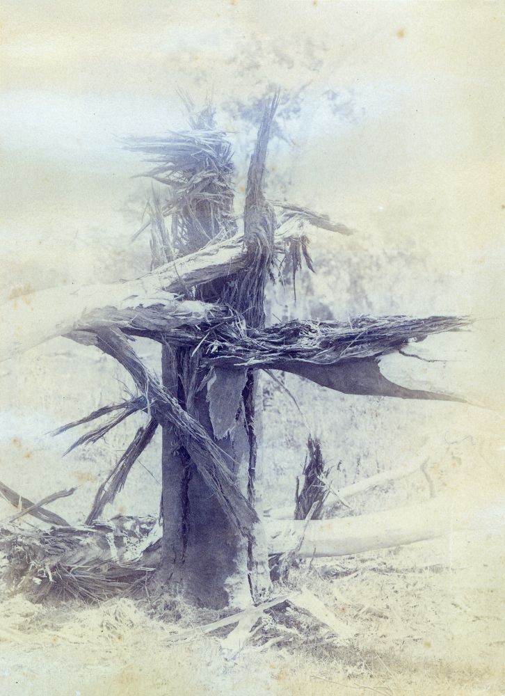 Tree struck by lightning