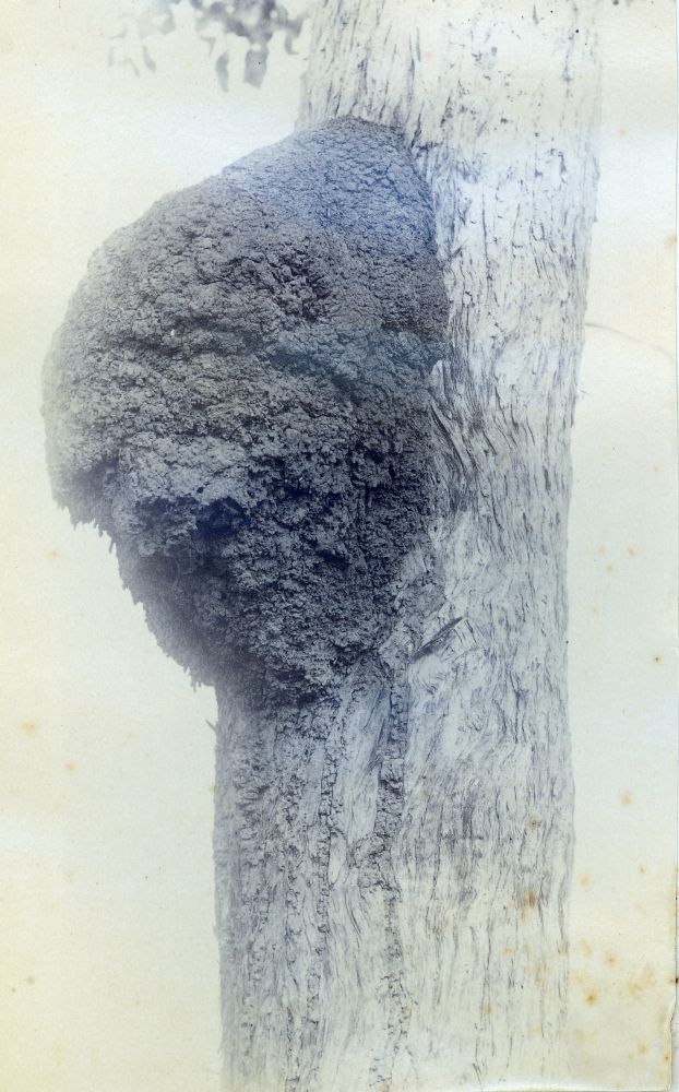 White ants mound attached to the trunk of a tree