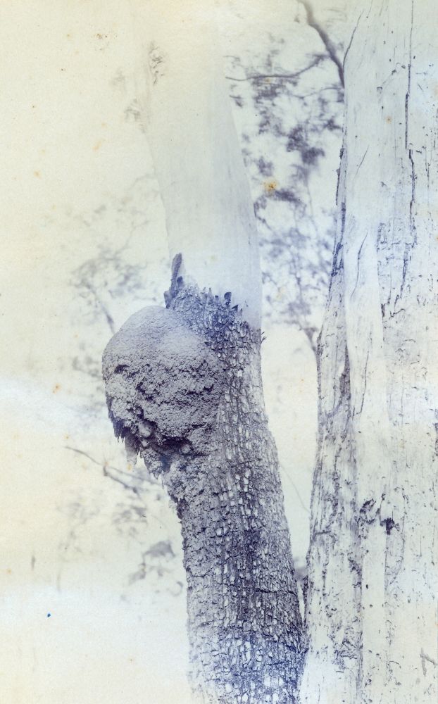 White ants mound attached to the trunk of a tree