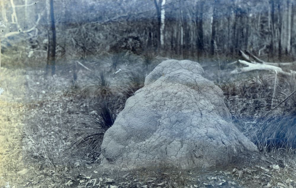 White ants mound built on the ground